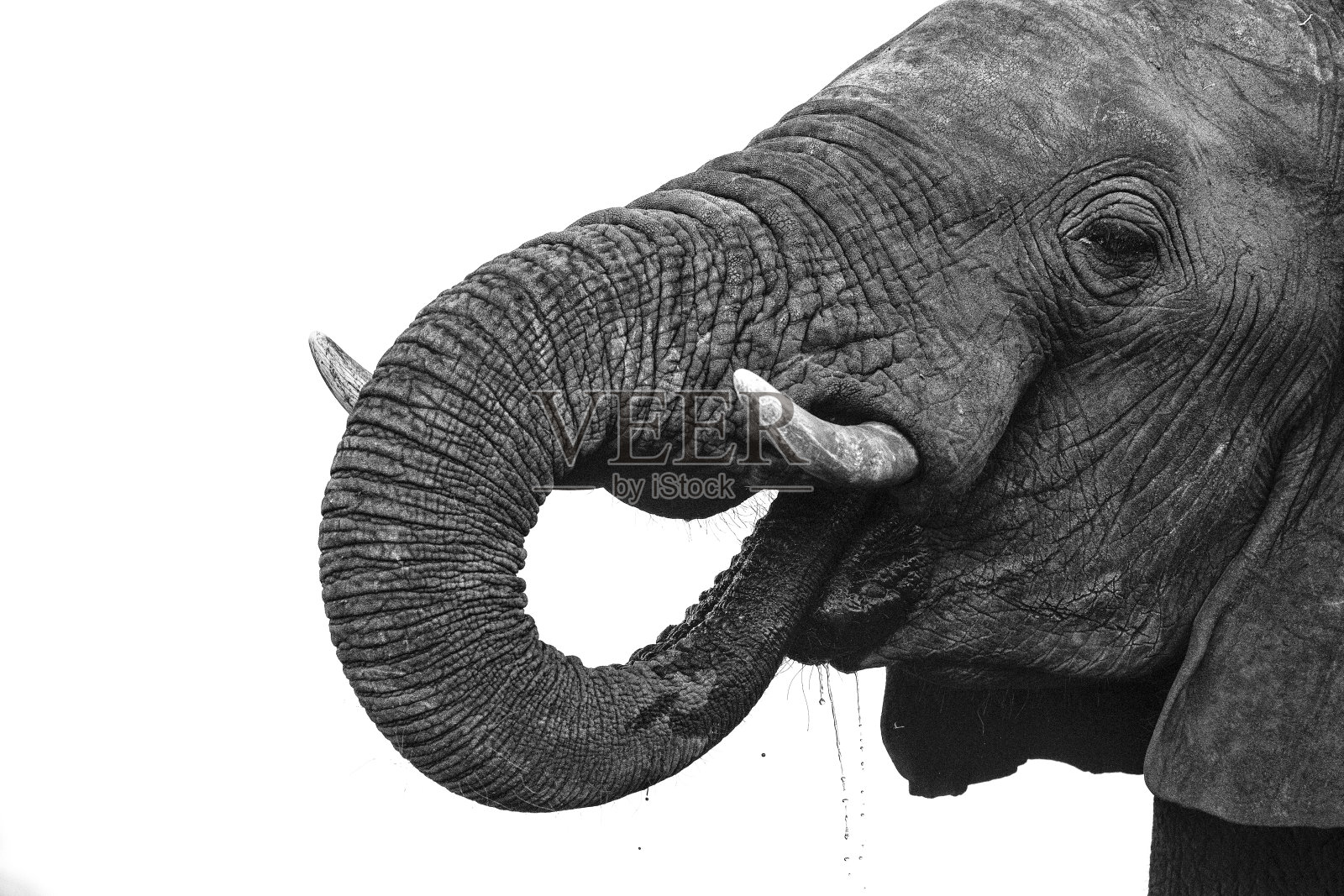 近距离观察非洲象的细节。照片摄影图片