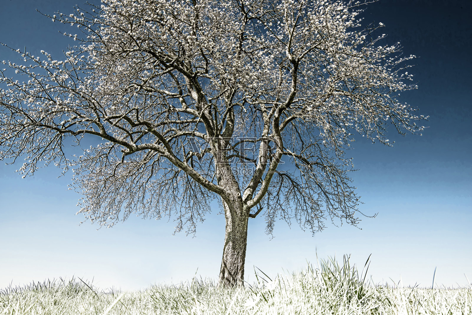 开花的梨树与蓝天在红外照片摄影图片