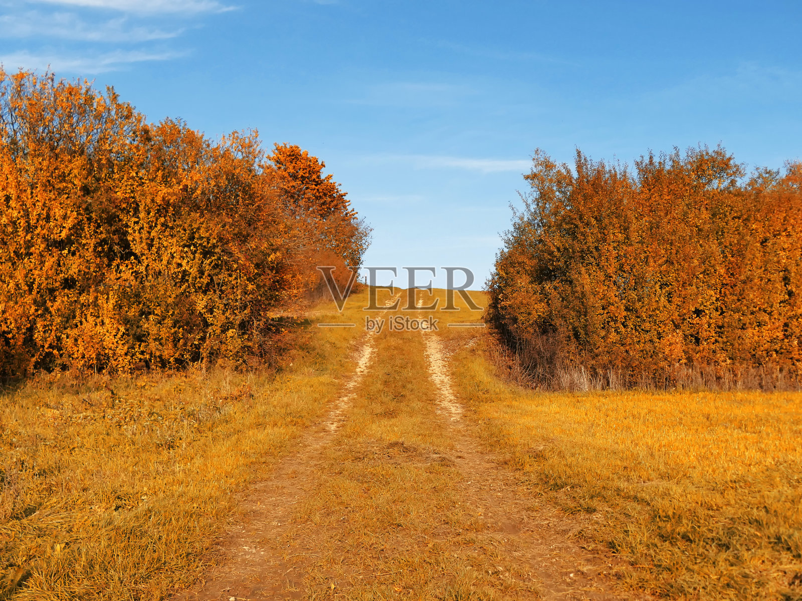 秋色的灌木旁有一条路在红外线中照片摄影图片