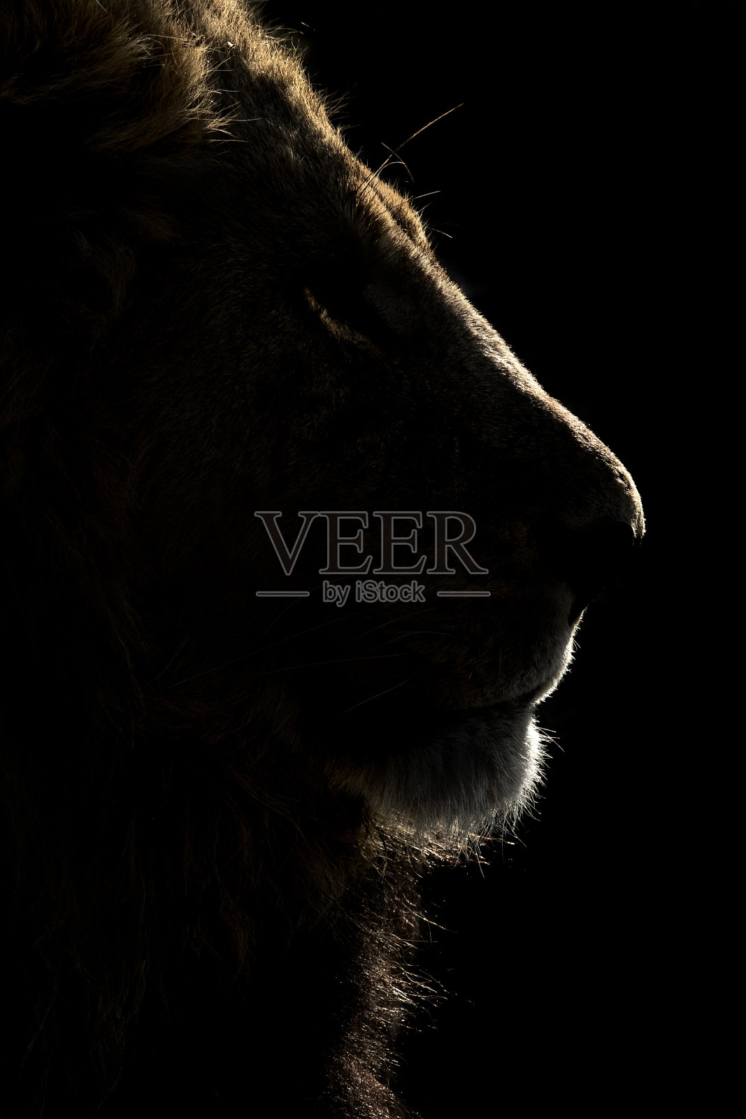 博茨瓦纳丘比国家公园的一头雄狮。照片摄影图片