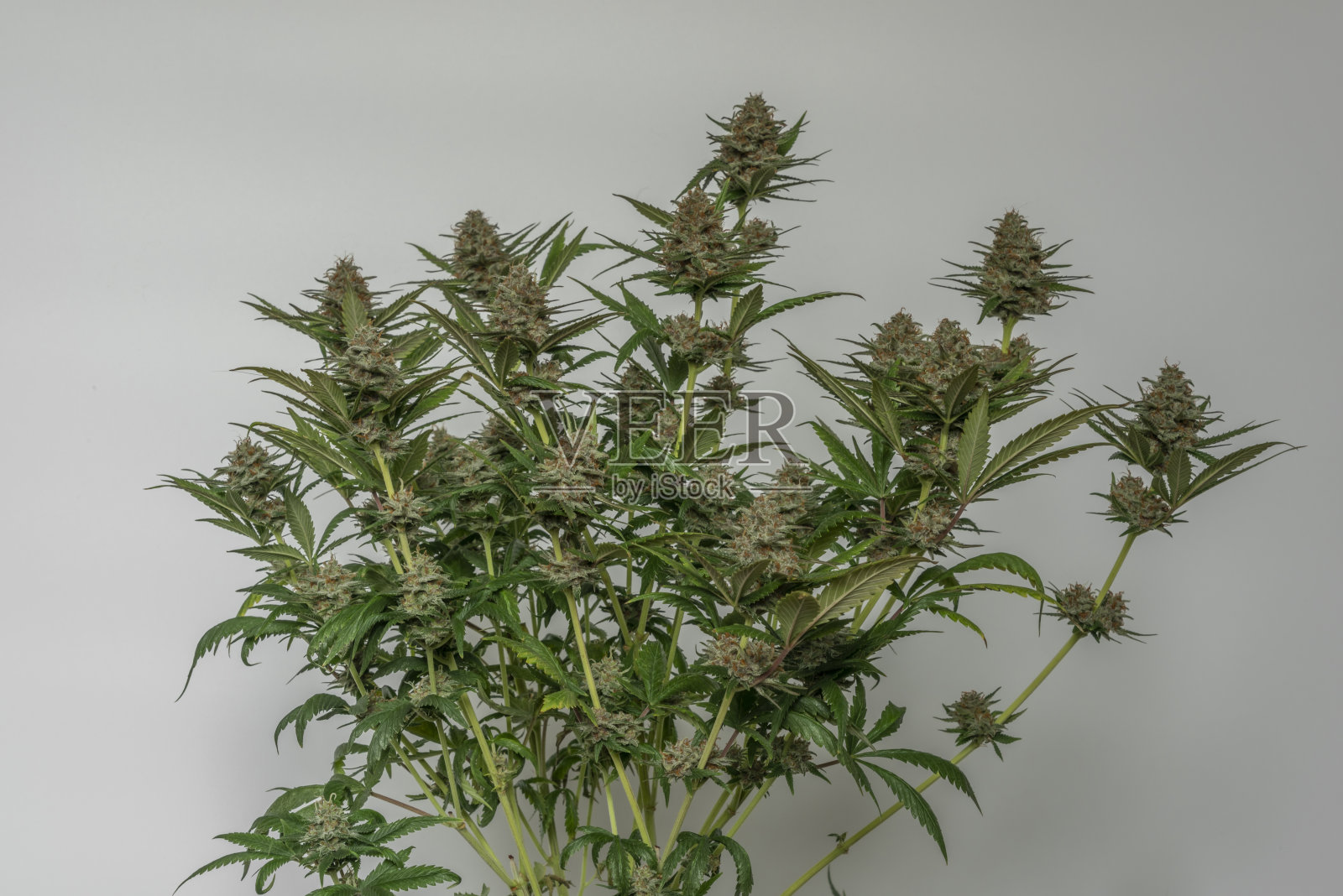 阿拉斯加紫色的大麻品种，黑色的花盆，白色的背景照片摄影图片