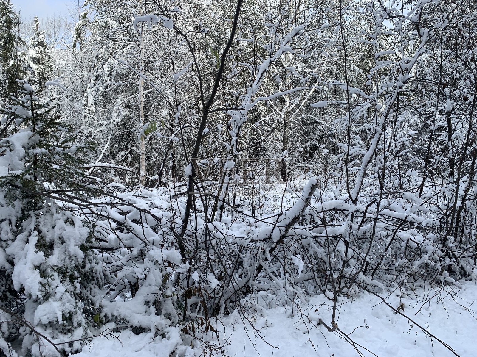 降雪安大略省北部照片摄影图片