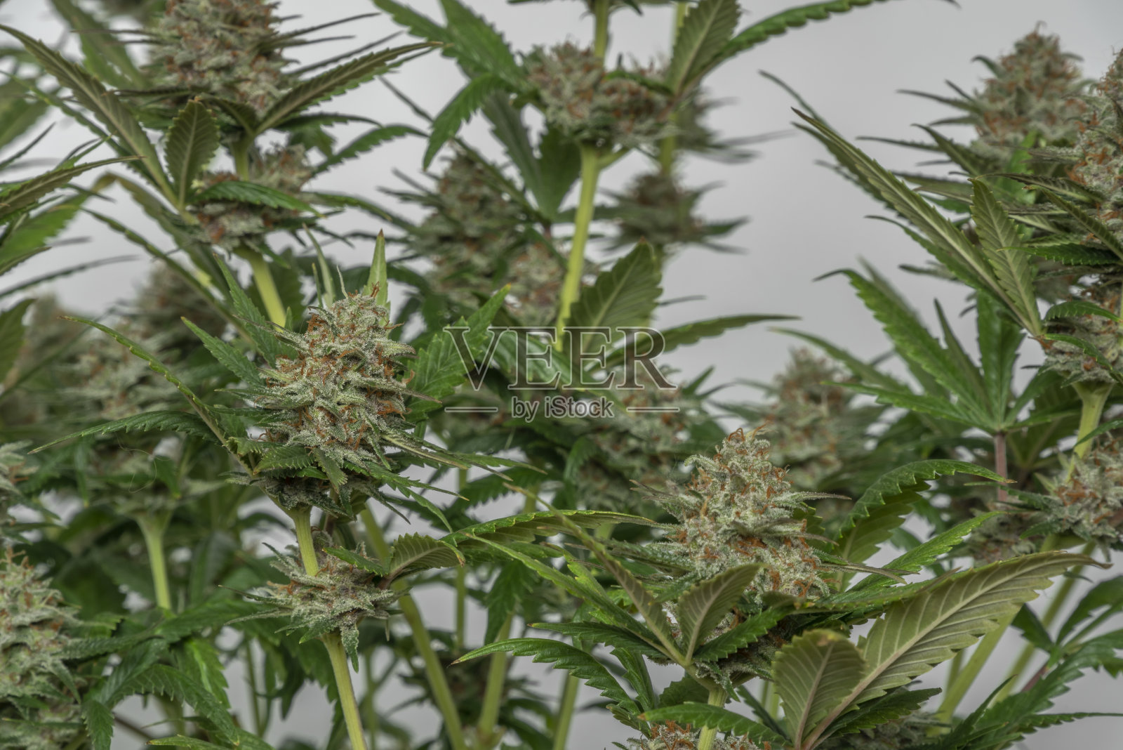 阿拉斯加紫色的大麻品种，黑色的花盆，白色的背景照片摄影图片