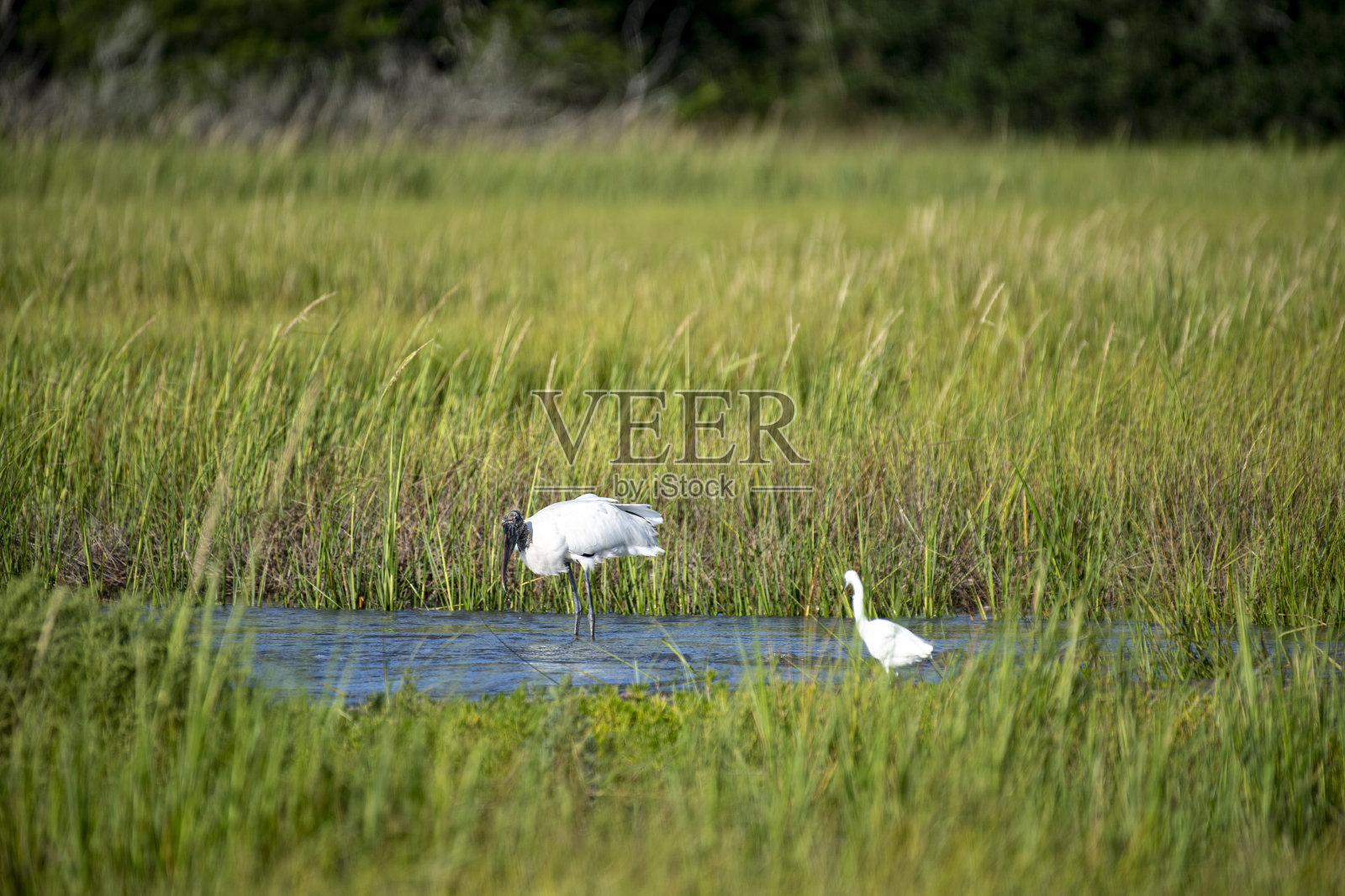 潮间带的木鹳照片摄影图片