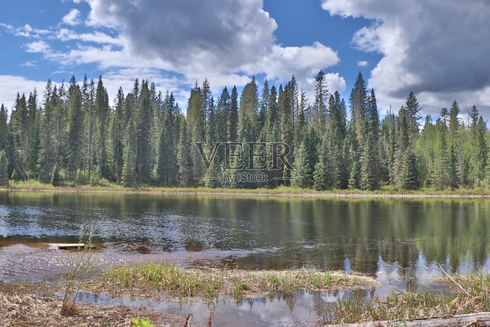 森林景观照片摄影图片