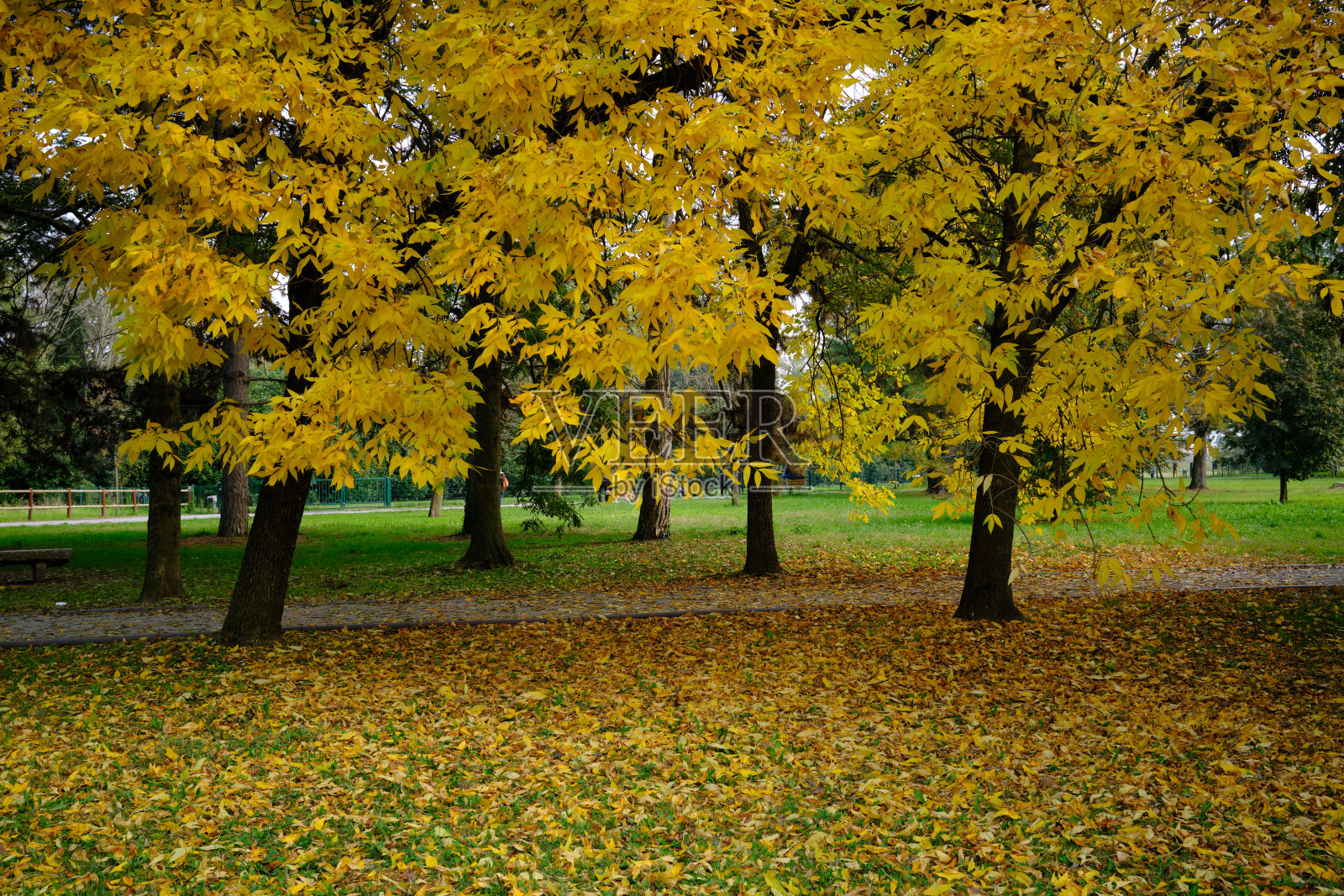 秋天的蒙扎公园照片摄影图片