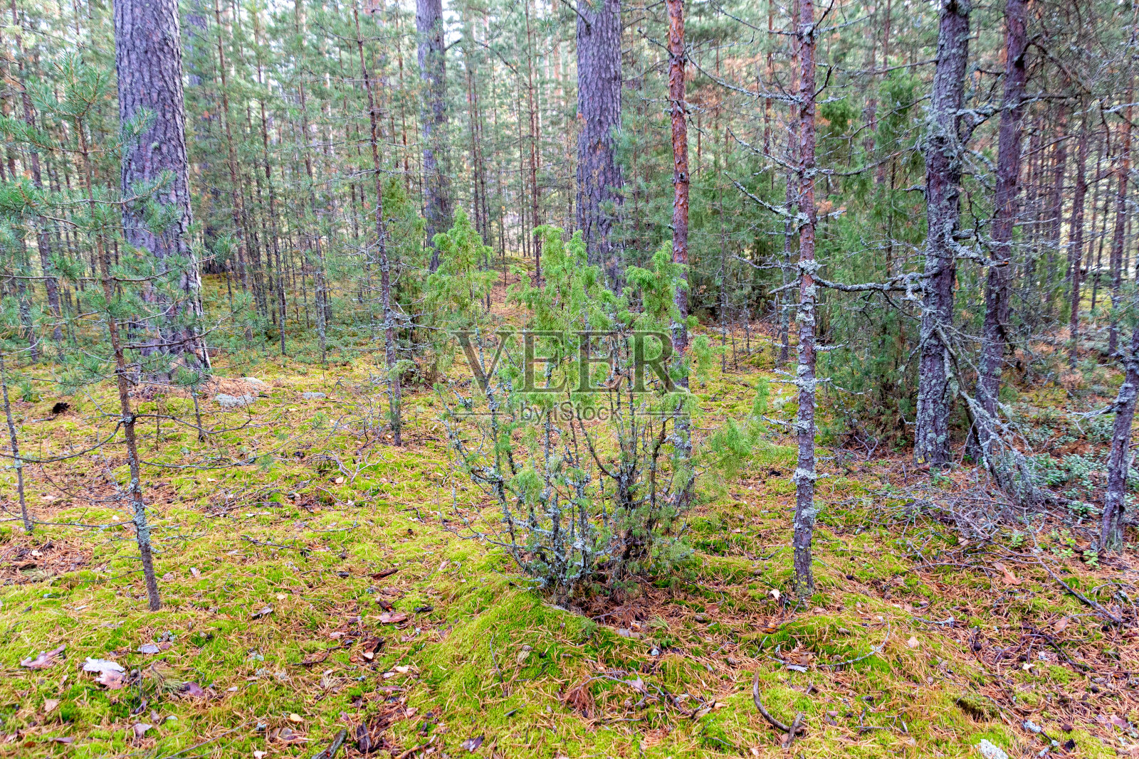 在阳光明媚的秋天里，青松在青苔林里照片摄影图片