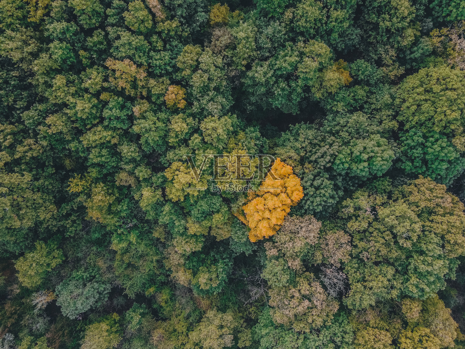 鸟瞰图。无人机拍摄了秋天的风景。照片摄影图片