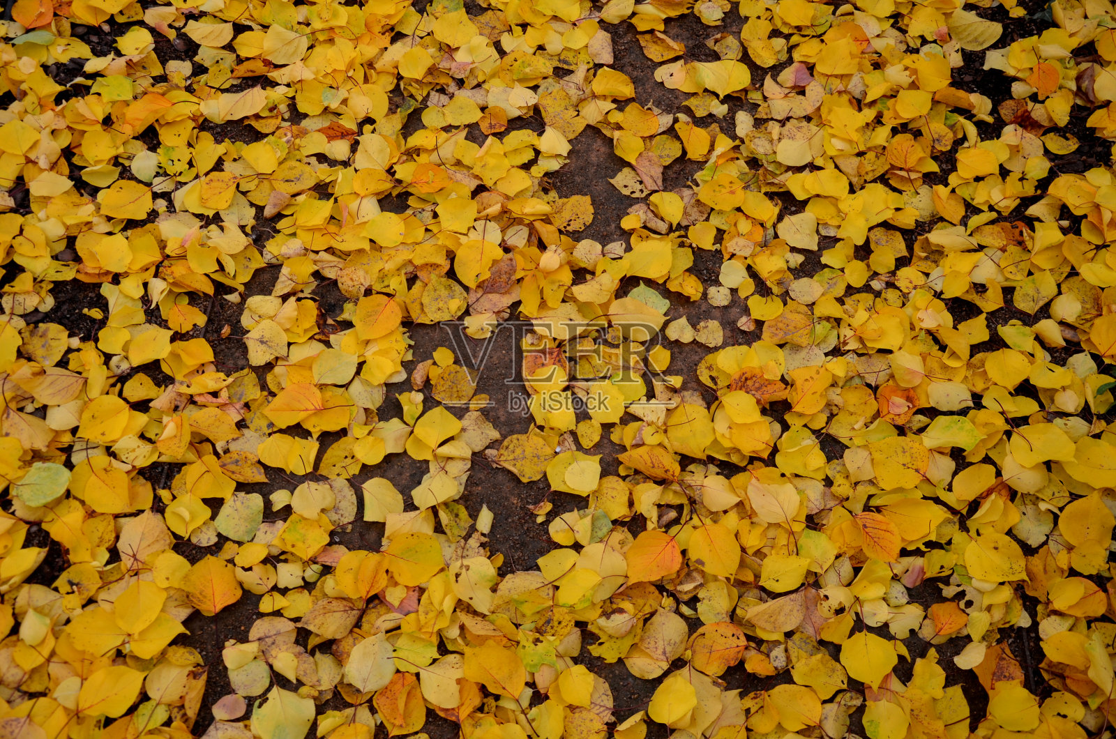 杏子是一种带有橙色果实的核果。它在去年的嫩芽上开花。它们大多在仲夏成熟，在秋天，它们会在砖路的草坪上掉落大量的叶子照片摄影图片