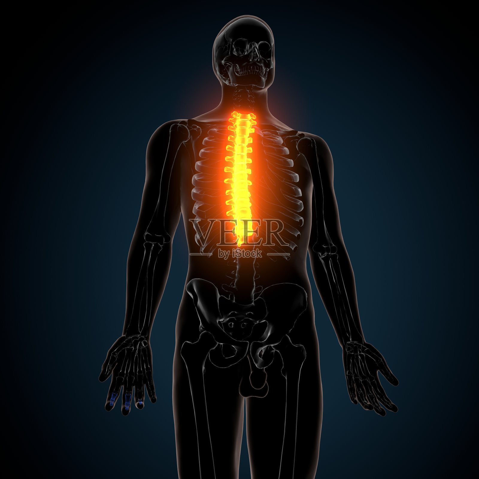 人体骨骼胸椎骨解剖的3d渲染照片摄影图片