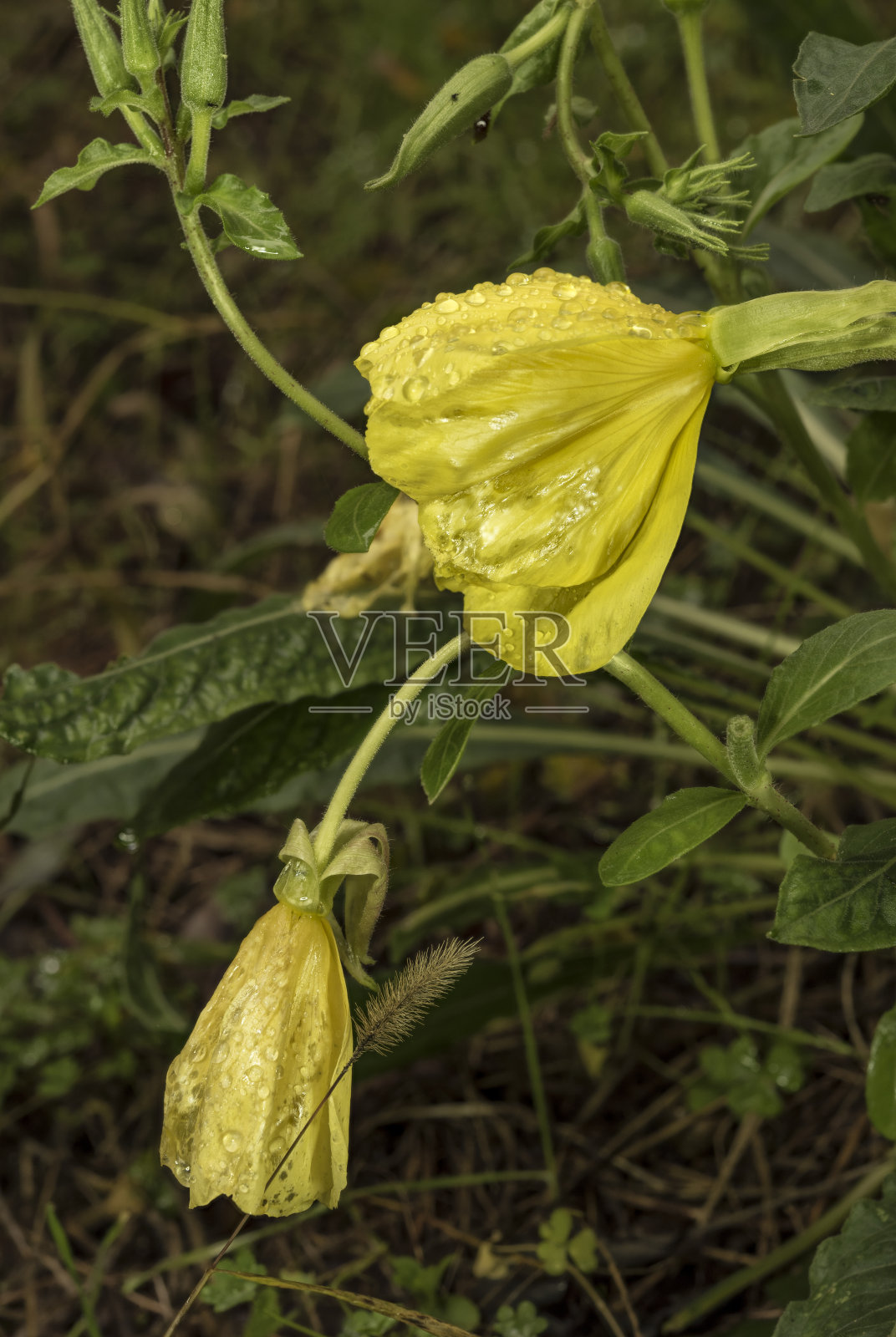 二年生黄花黄叶照片摄影图片