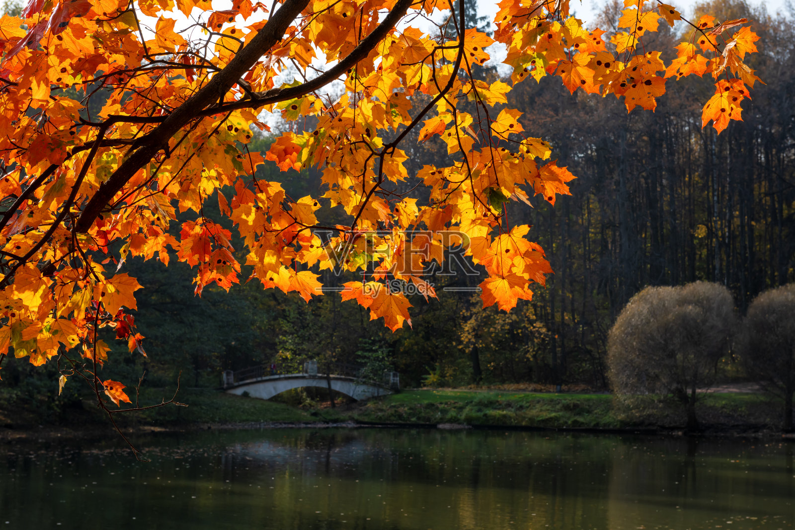 秋天公园里五颜六色的枫树枝照片摄影图片