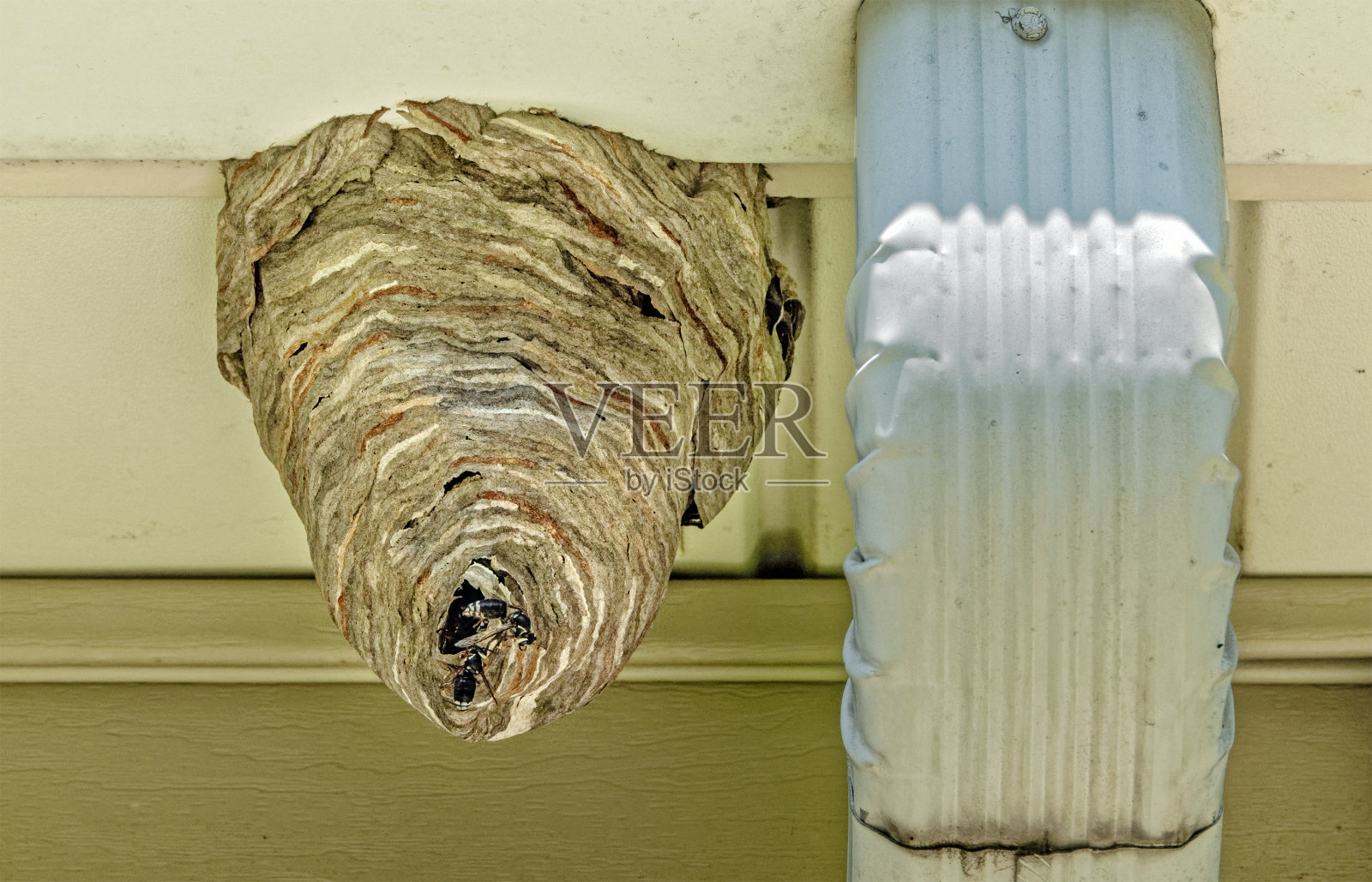 大黄蜂的巢照片摄影图片