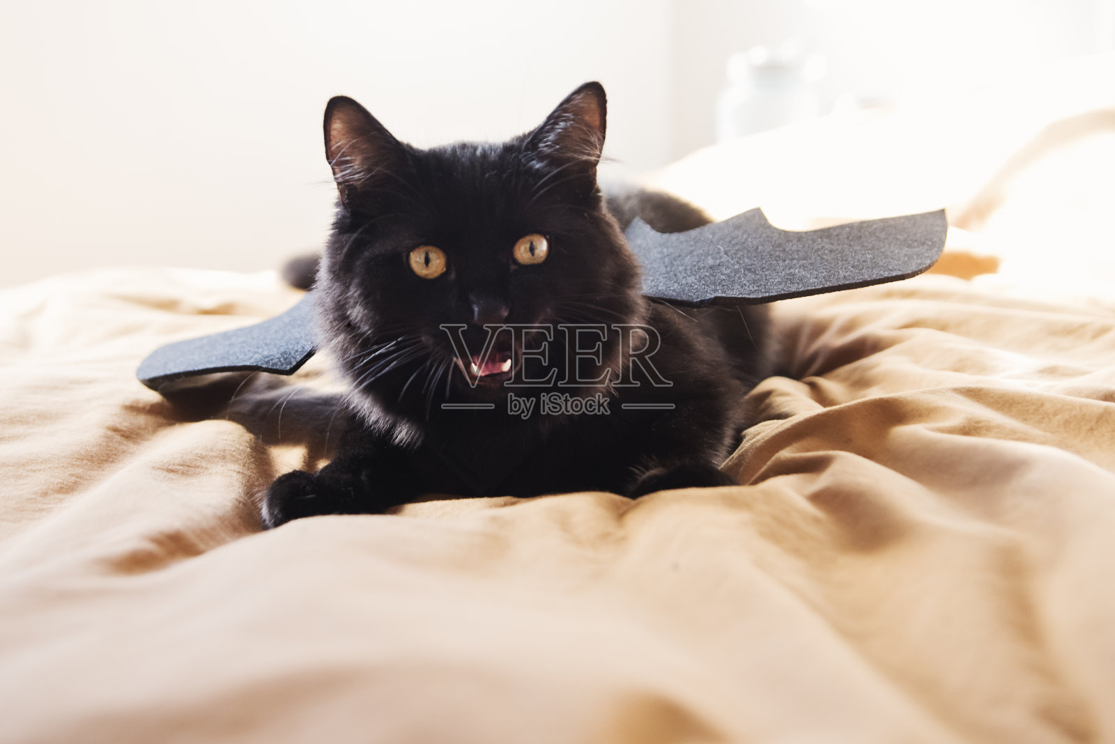 蝙蝠猫，黑猫伪装成一只蝙蝠在床上。照片摄影图片