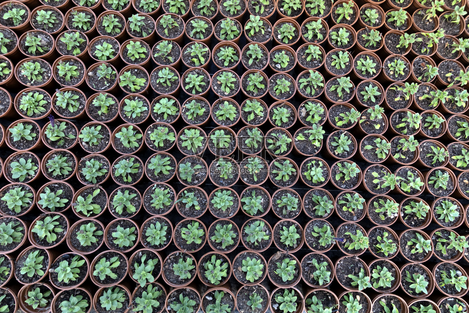 鸟瞰图生长的婴儿植物照片摄影图片