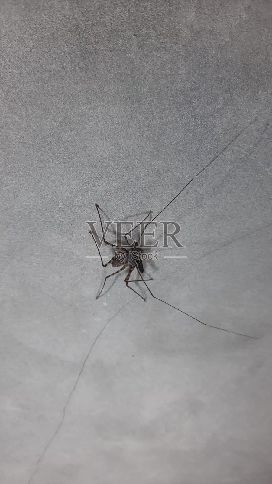 一只带着很长的触角的黑蜘蛛在灰色的灰泥墙上行走照片摄影图片