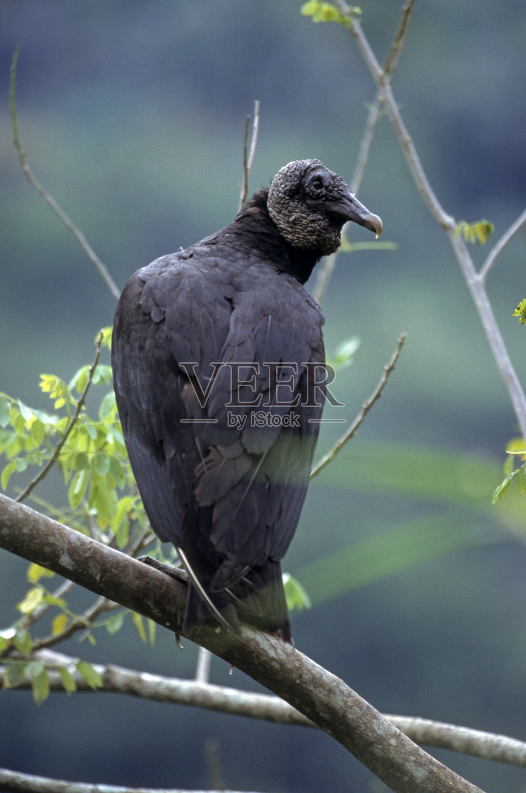 黑秃鹰照片摄影图片