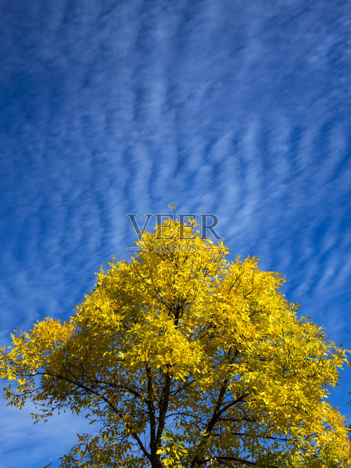 秋天黄色的树映衬着蓝色的天空照片摄影图片