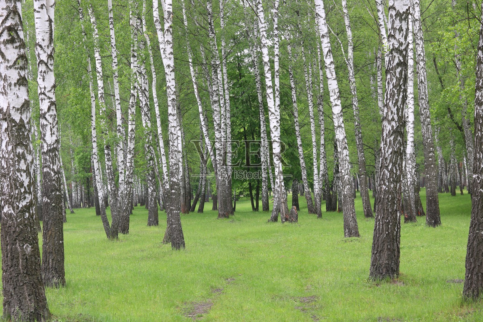 美丽的桦树与白桦树皮在白桦林与绿色的桦树叶在夏天照片摄影图片