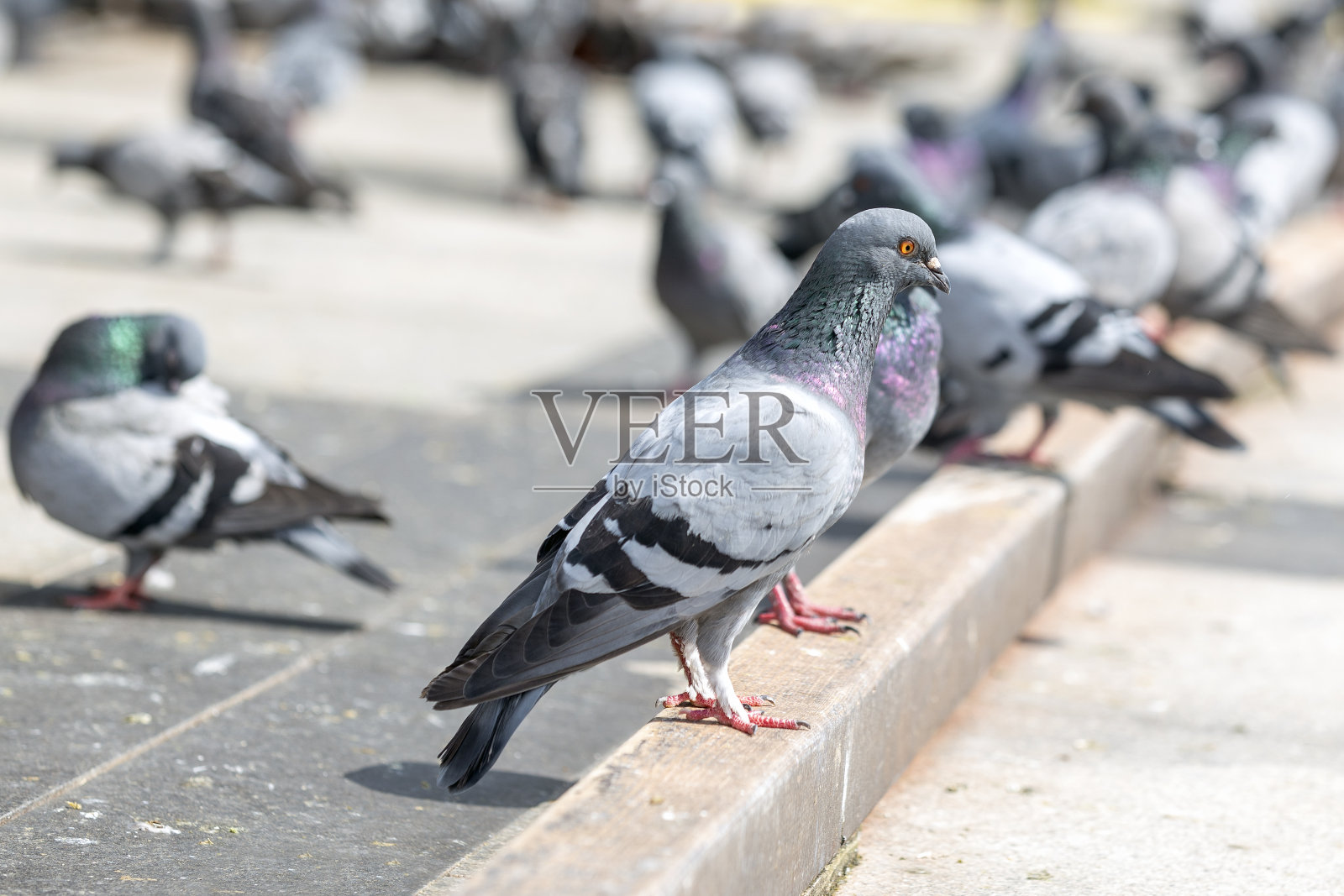 那只鸽子(鸽科)站在街上的地板上。在英语中，较小的种类通常被称为鸽子，较大的则被称为鸽子。鸽子和鸽子筑的巢相对脆弱。照片摄影图片