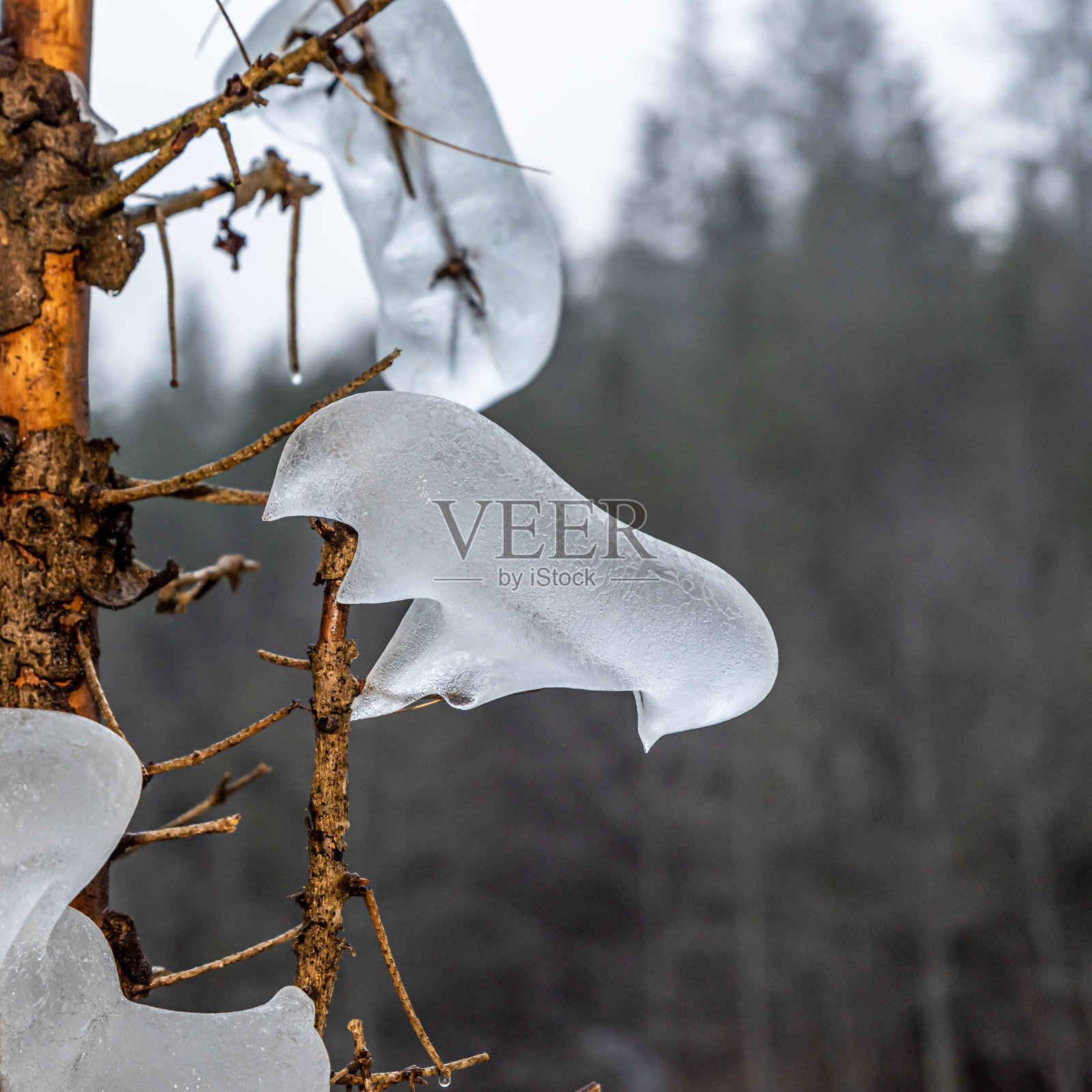 自然界冬天的树枝上覆盖着冰。照片摄影图片