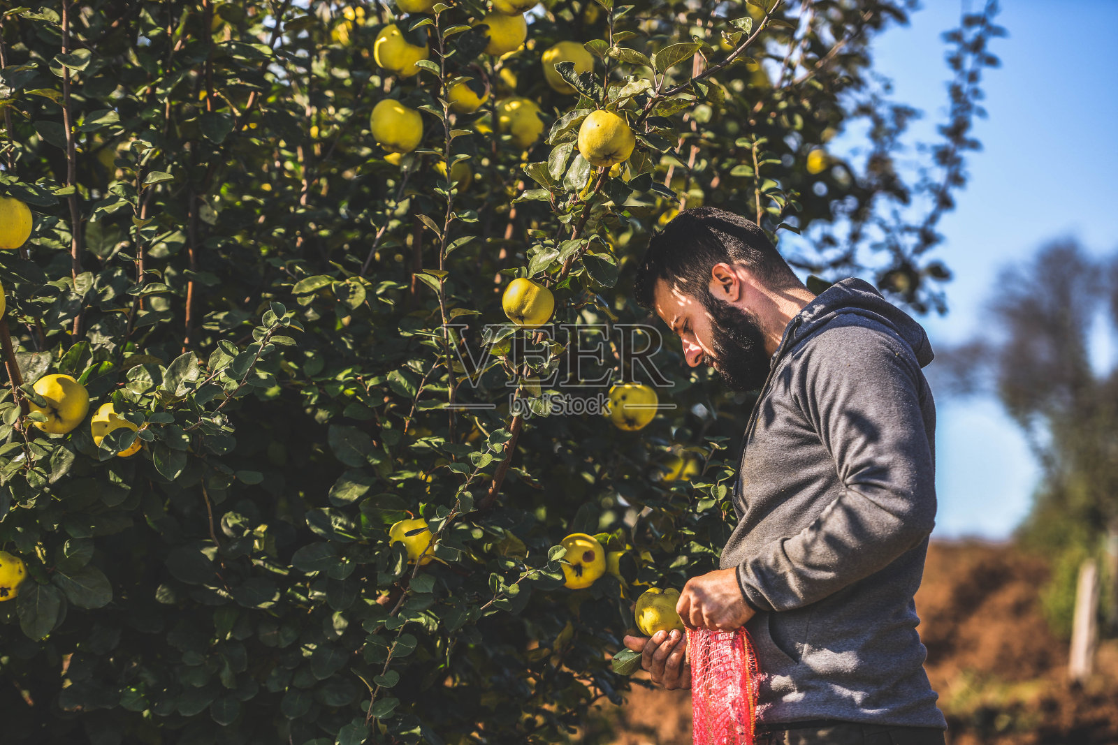 昆斯果园照片摄影图片