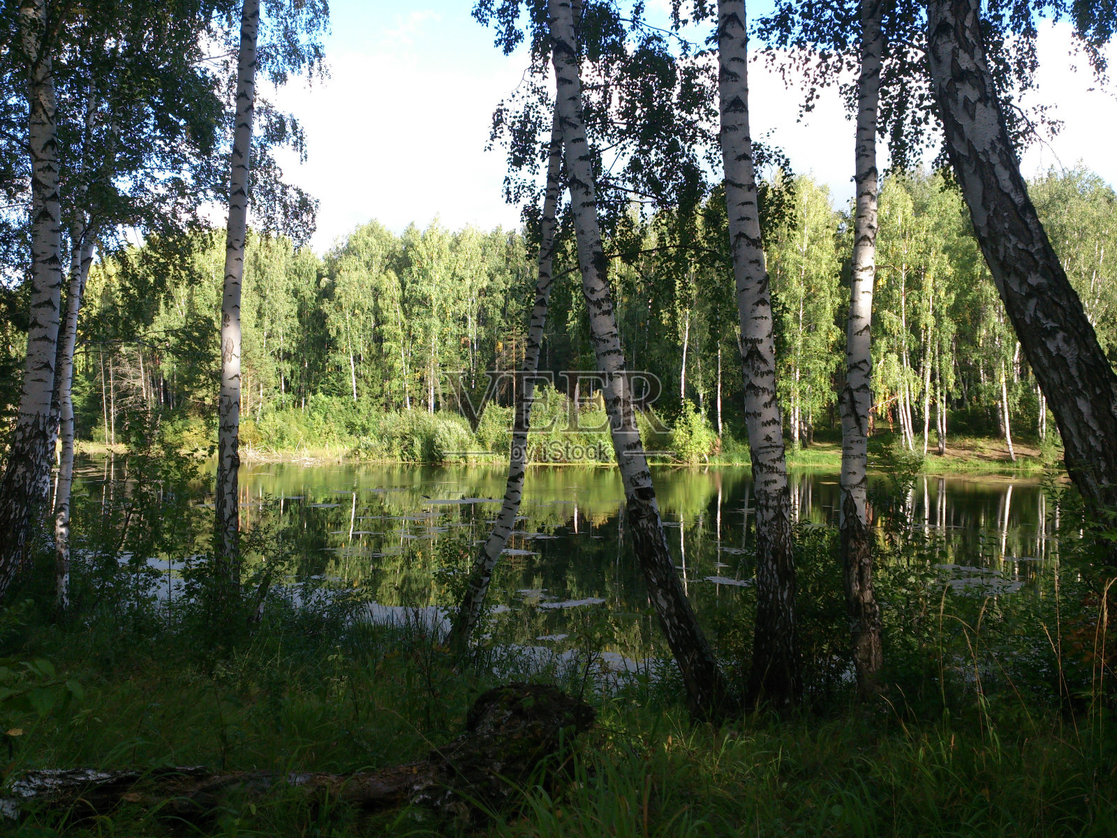 森林中湖中树木的倒影。湖在沿海的树林照片摄影图片