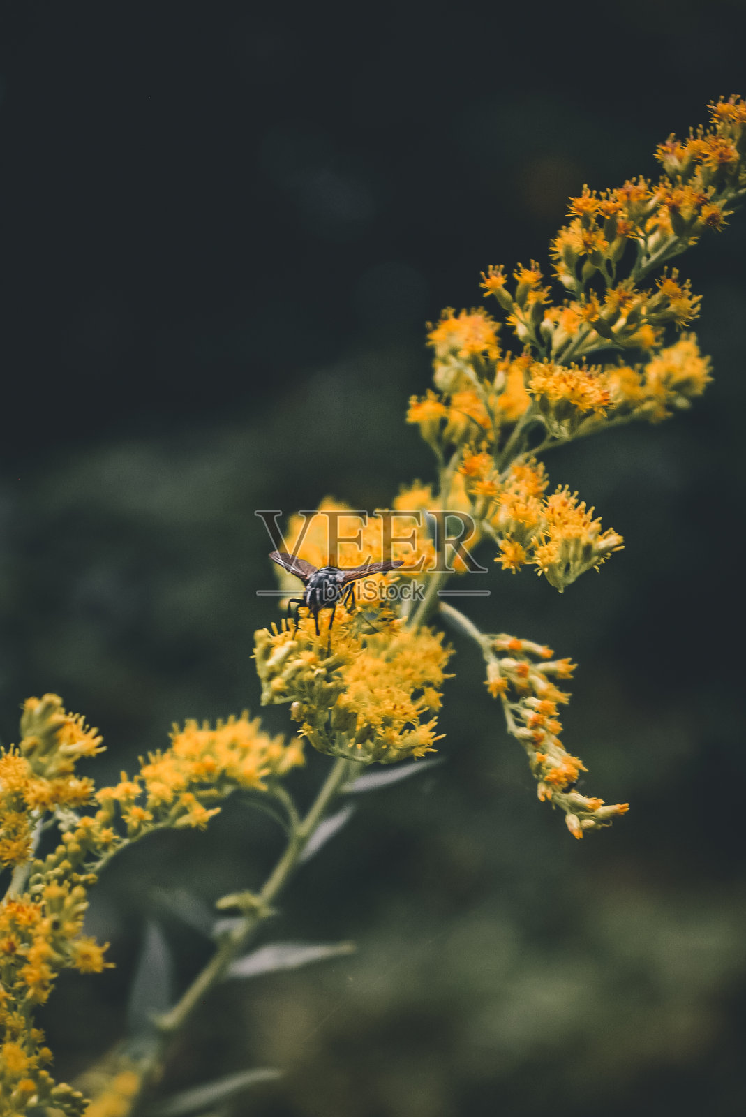 黄色的飞照片摄影图片