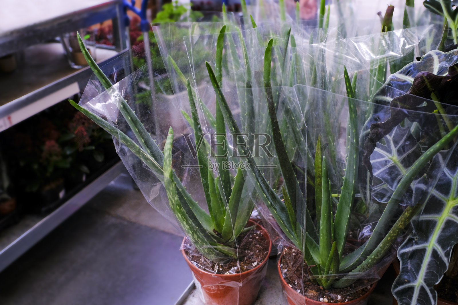 罐装芦荟，商店有售。选择植物的房子照片摄影图片