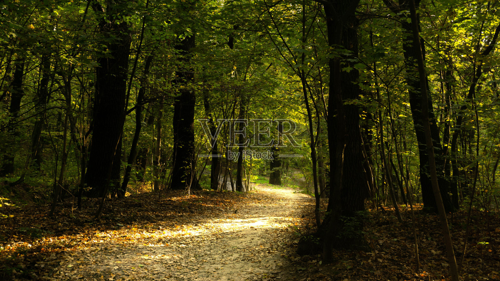公园里被太阳照亮的美丽道路照片摄影图片