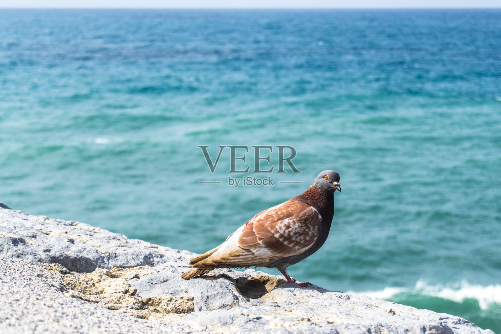 鸽子面朝大海照片摄影图片