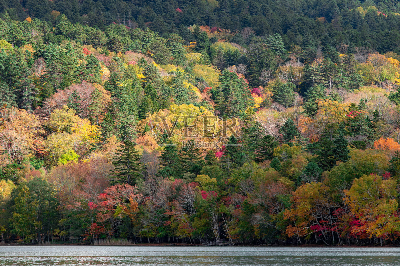 北海道Onneto的秋叶景观。照片摄影图片