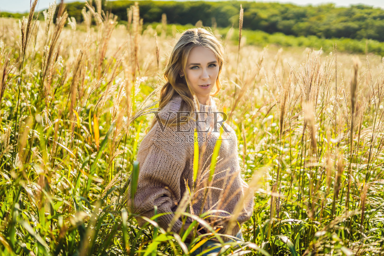 年轻美丽的女人在秋天的风景与干花，麦穗。时尚秋、冬。阳光明媚的秋天，舒适的秋天毛衣。时尚的照片照片摄影图片