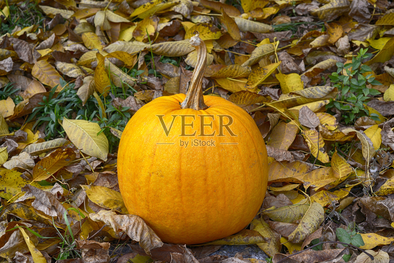 金黄色的南瓜成熟的草坪上覆盖着秋叶照片摄影图片