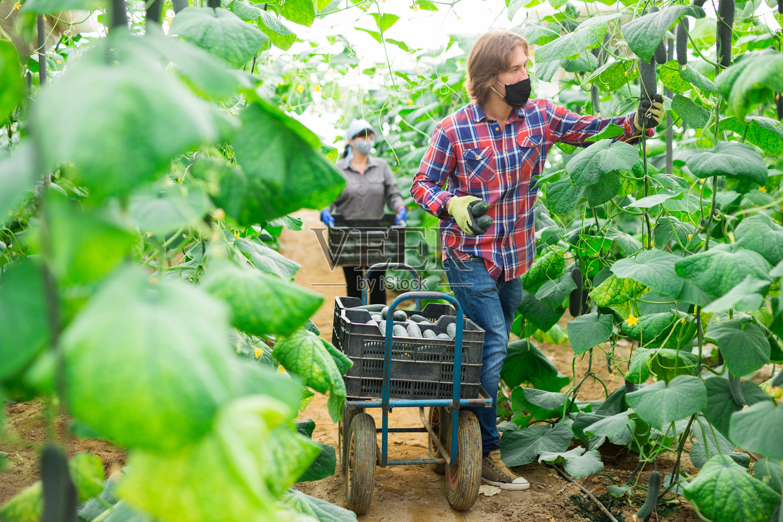 农民戴着防护罩在温室里收割黄瓜照片摄影图片