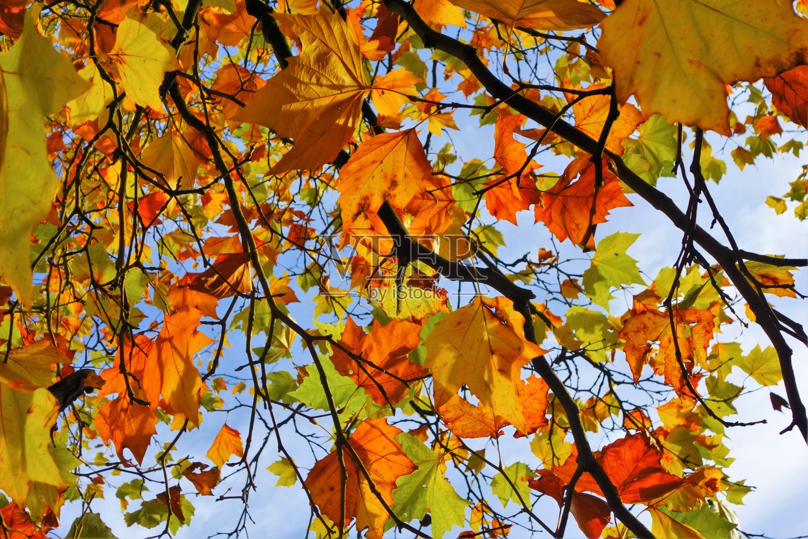 丰富多彩的秋叶之静美。照片摄影图片