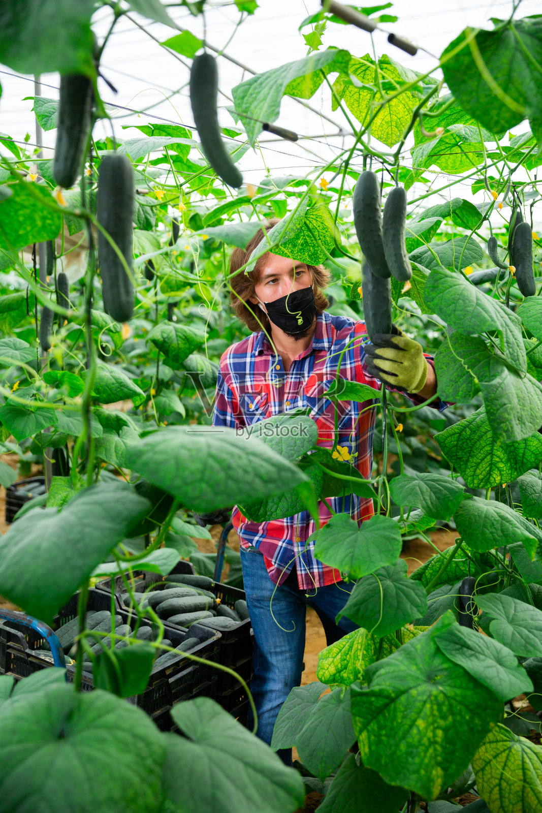深色皮肤的意大利男子戴着面罩在温室里采摘黄瓜照片摄影图片