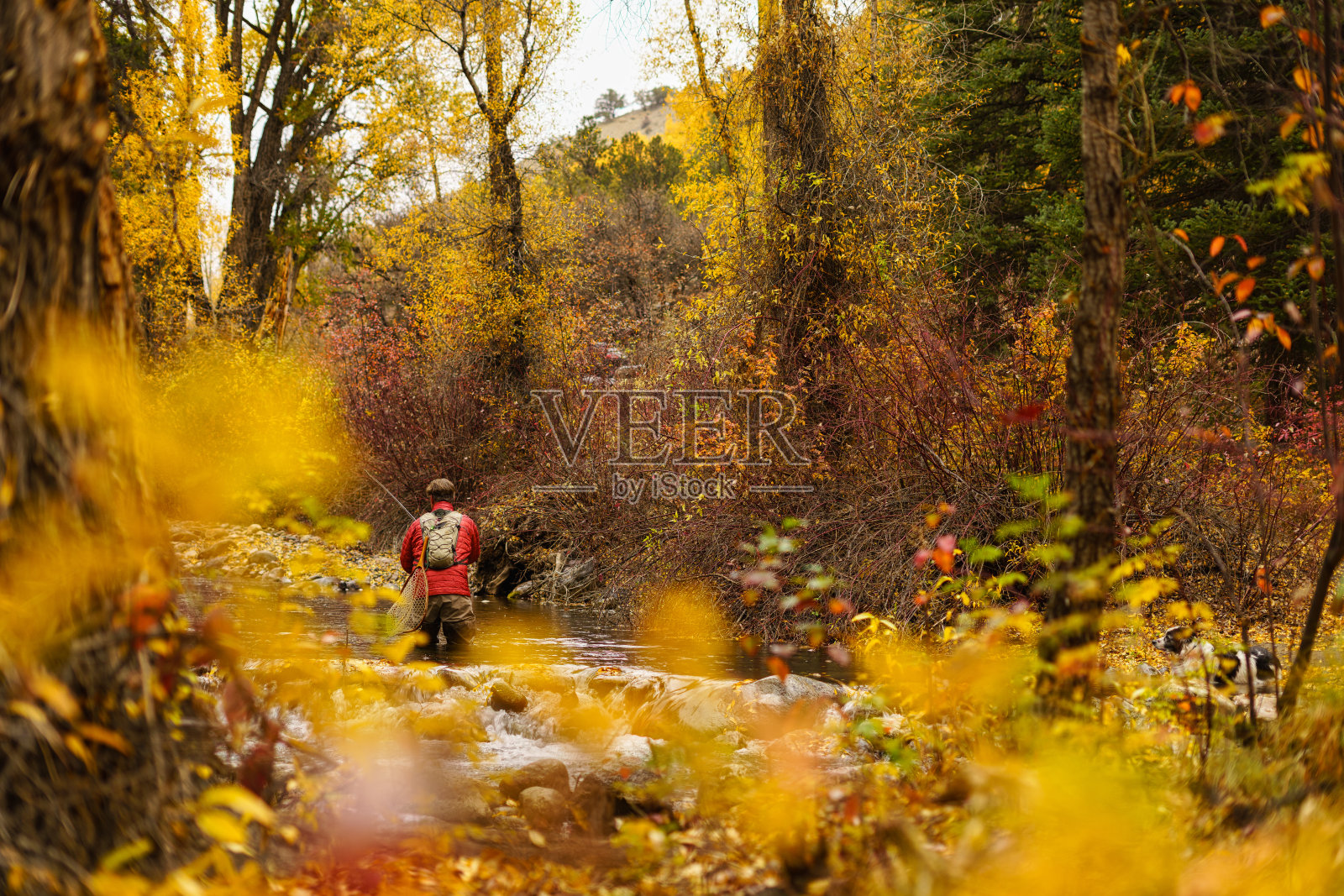 飞渔夫秋天在小溪上钓鱼照片摄影图片