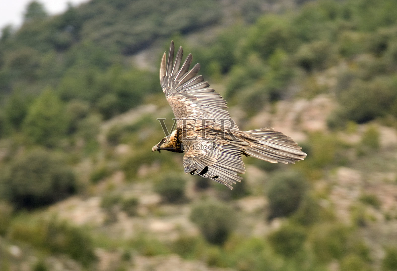 胡兀鹫照片摄影图片