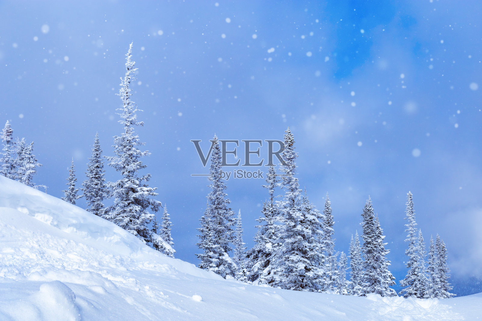 冬天的风景有雪花飘落，树木在雪和蓝天。雪列格什滑雪胜地在俄罗斯，西伯利亚。照片摄影图片