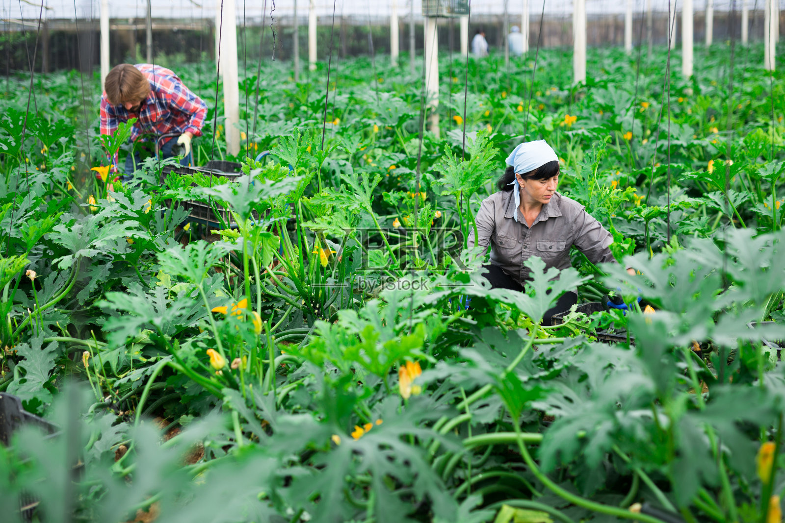 女人和男人在温室里收割庄稼照片摄影图片