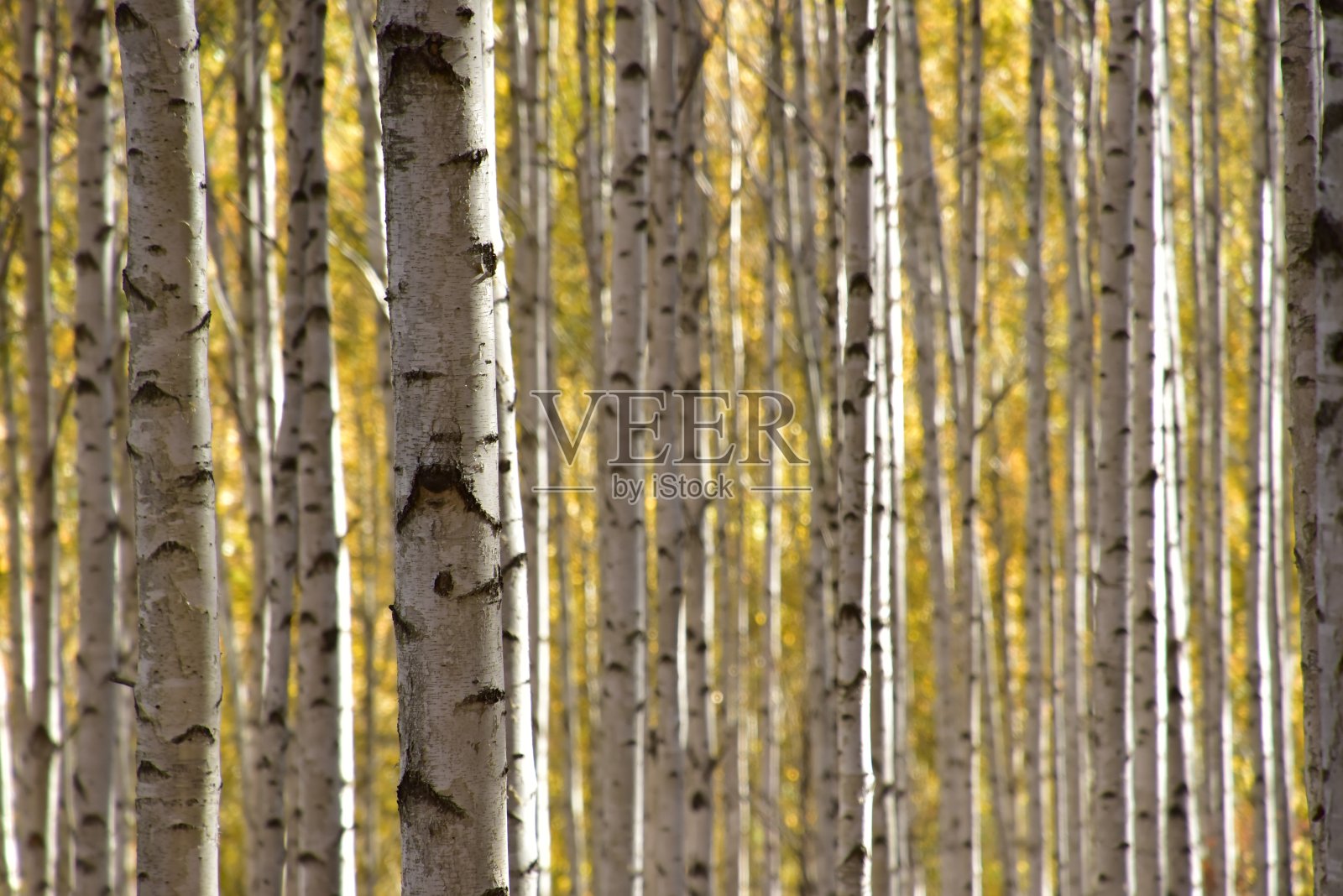 秋天的韩国injegun白桦林照片摄影图片