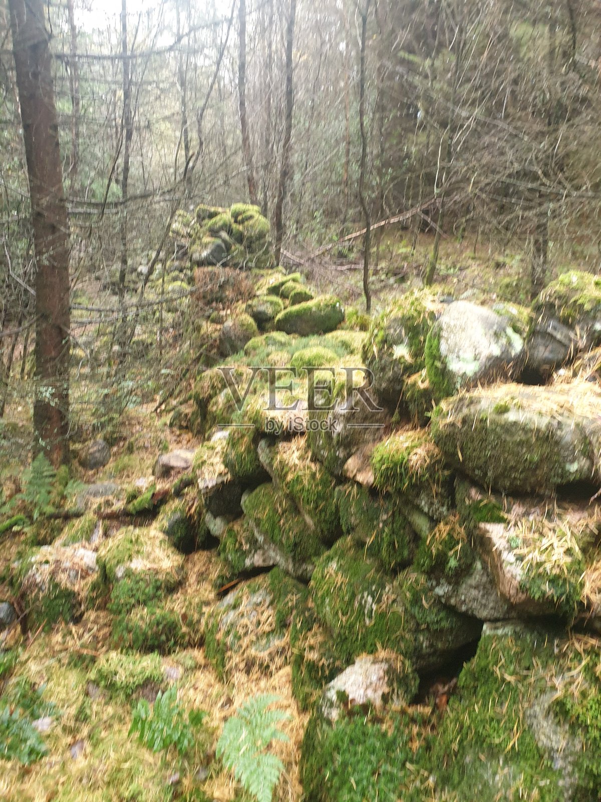 古老的石墙在森林里照片摄影图片