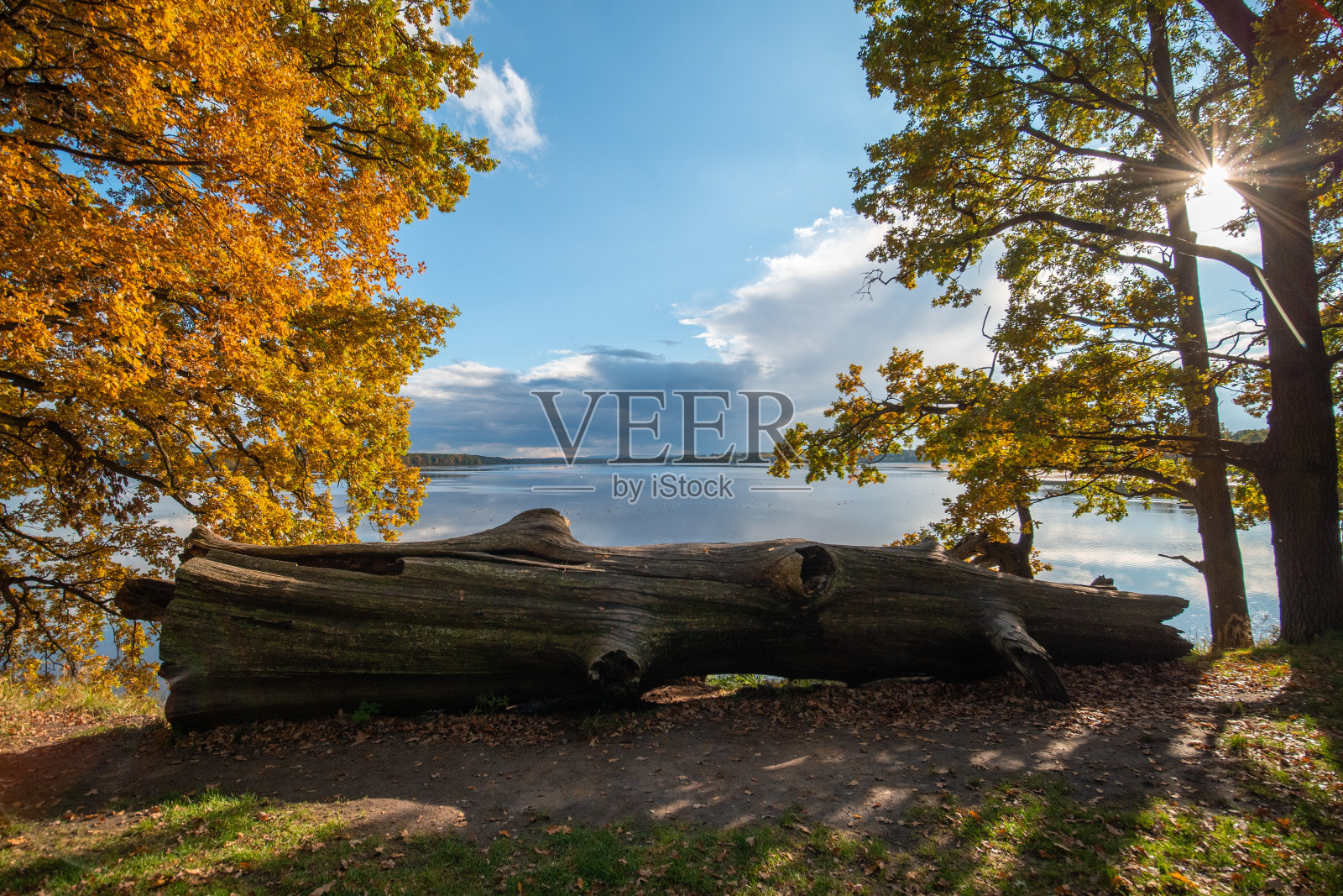 美丽的黄色和橙色的秋天树在湖边日落。秋天的本性。照片摄影图片