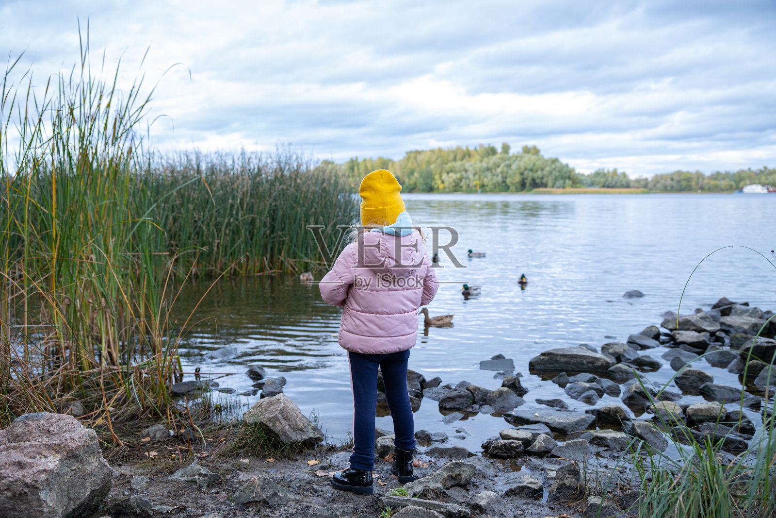 小女孩在喂野鸭。照片摄影图片