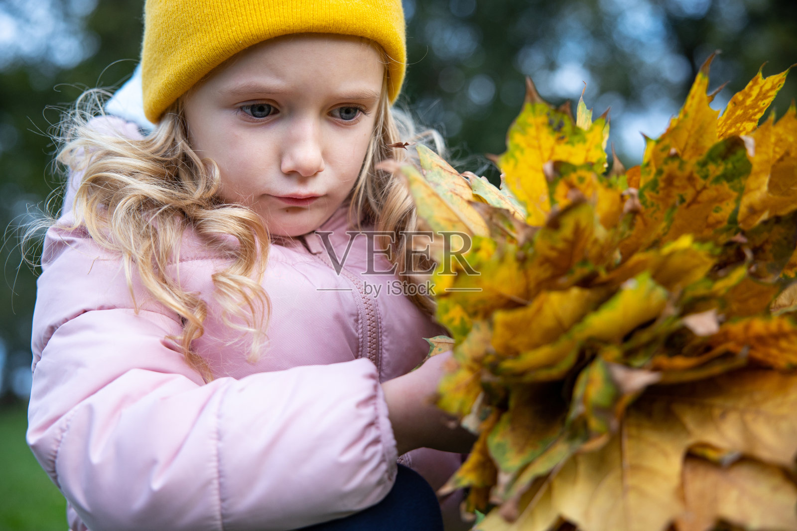 那孩子把黄色的枫叶收集成一束。照片摄影图片