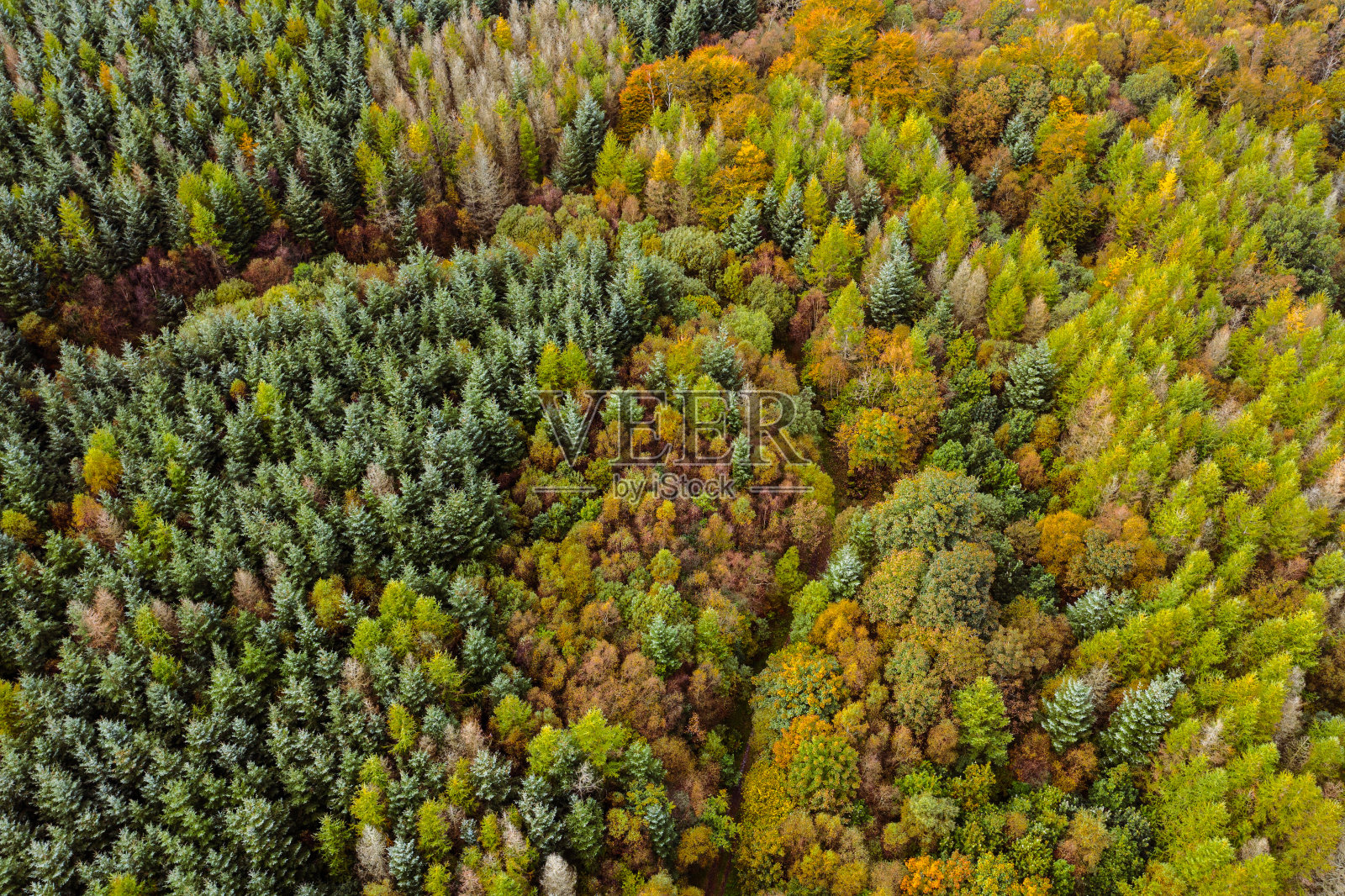 高角度无人机视角的混合苏格兰林地，树木改变他们的秋天的颜色照片摄影图片