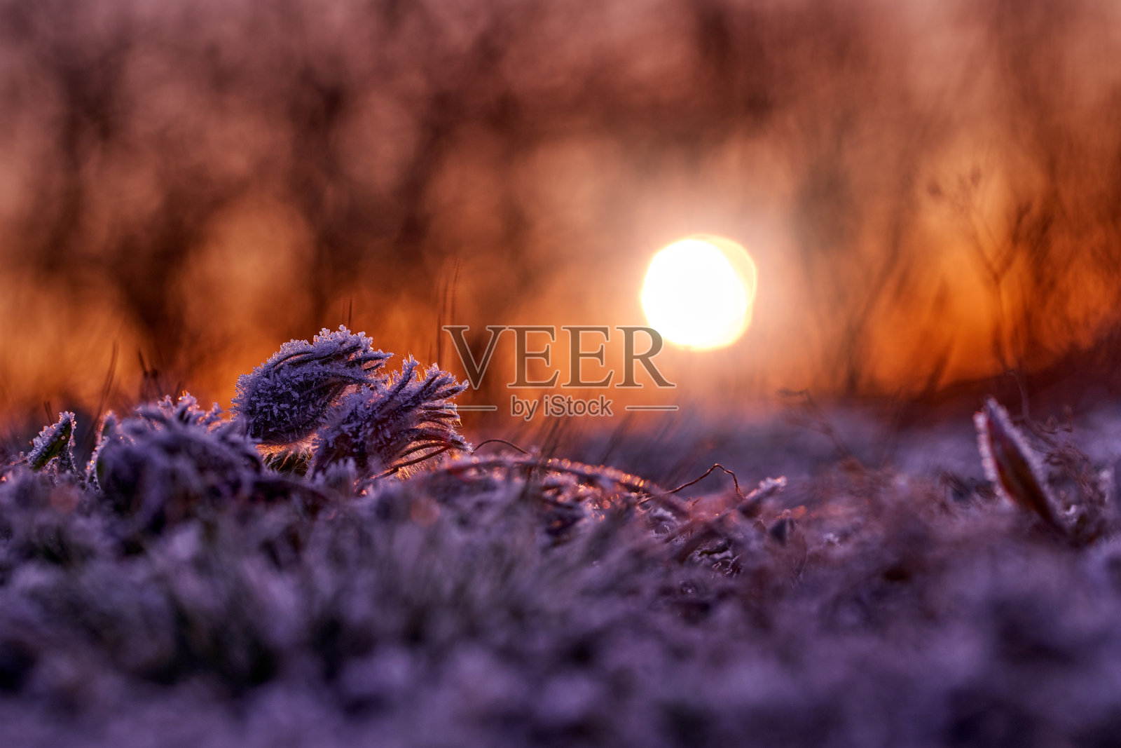 白头翁pratensis无性系种群。波西米亚，白头翁属白头翁属，原产于中欧和东欧。冰冻的霜和自然界的第一次日出。花开如花，林间釉霜。照片摄影图片