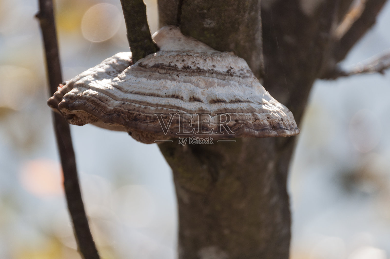 树舌照片摄影图片