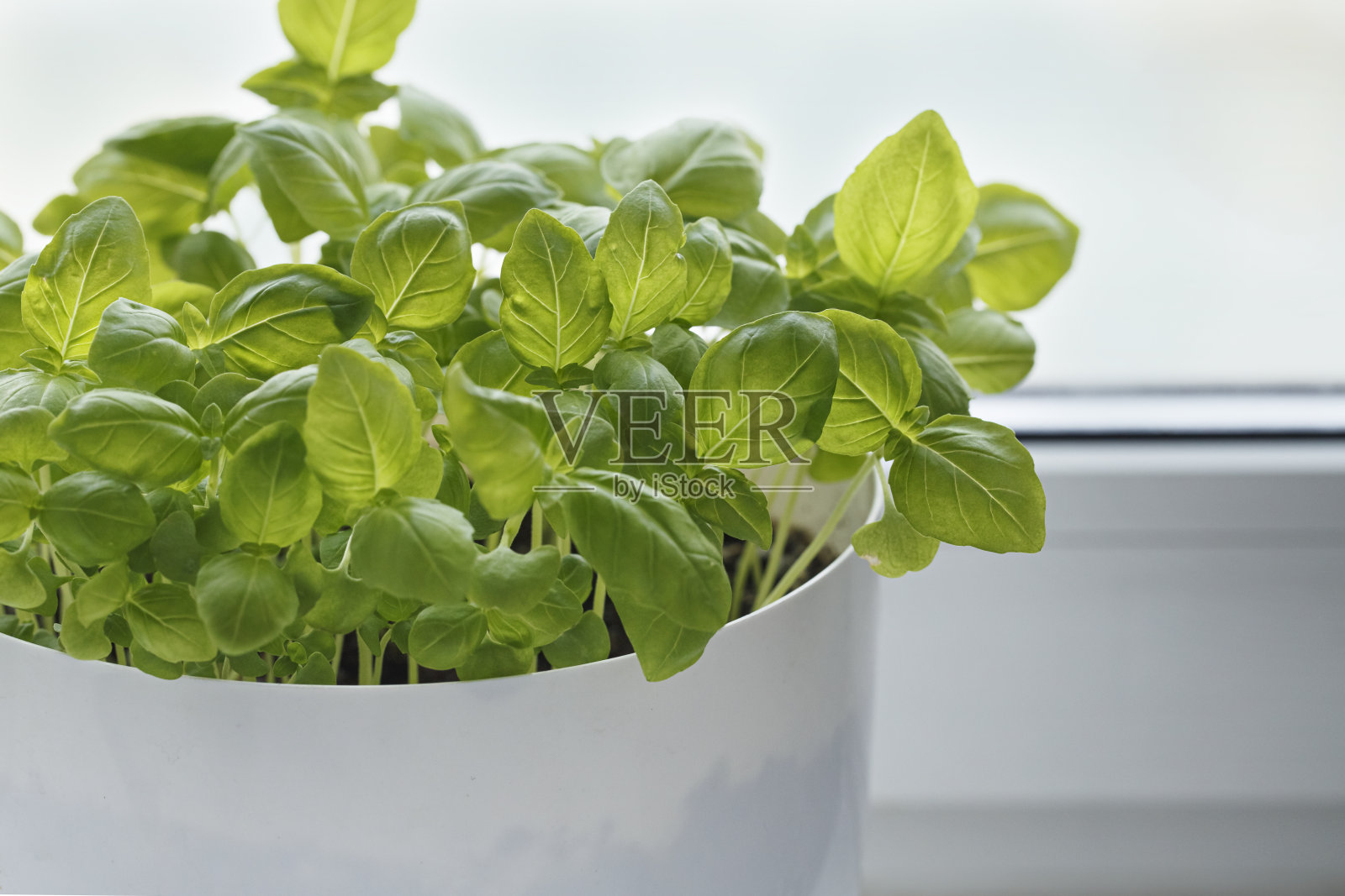 罗勒芽在花盆，窗台，窗台园艺。浅景深照片摄影图片